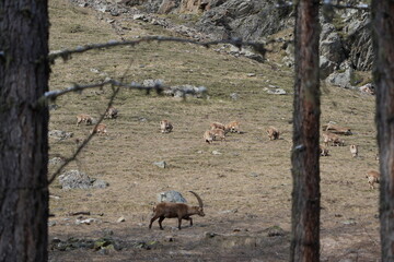 herd of steinbock capricorns grazing in Pontresina, Graubuenden, during summer. Ibex herd.