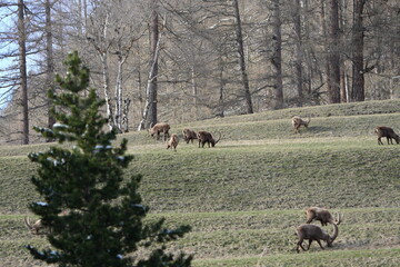 herd of steinbock capricorns grazing in Pontresina, Graubuenden, during summer. Ibex herd.
