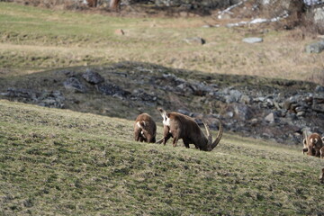 herd of steinbock capricorns grazing in Pontresina, Graubuenden, during summer. Ibex herd.