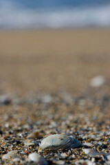 shell on the sand