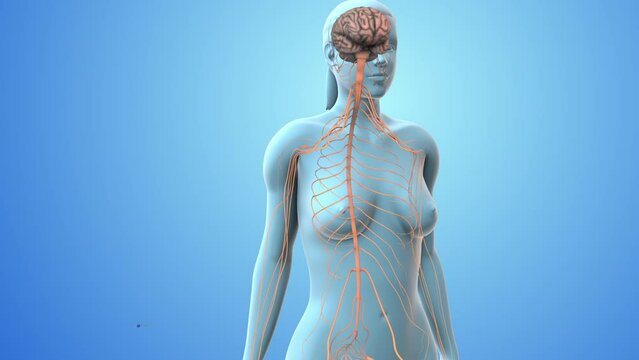 Nerve signal travels from nerve to spinal cord to brain