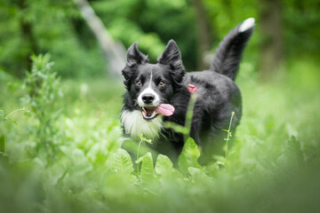 Border collie in green nature