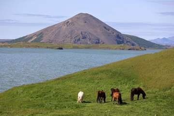 Icelandic horses in a paddock at Lake Myvatn-Iceland   
