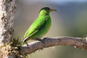 exotic Costa Rica bird