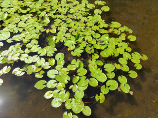 Serene Lily Pads on a Tranquil Pond