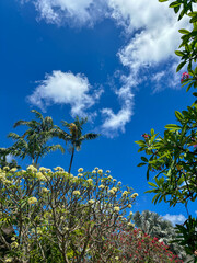 Exotic plants and palm trees with blue sunny sky background