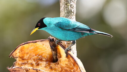 exotic Costa Rica bird