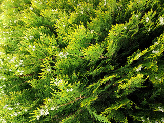  A dense, textured backdrop of thuja tree branches with their signature scale-like green foliage