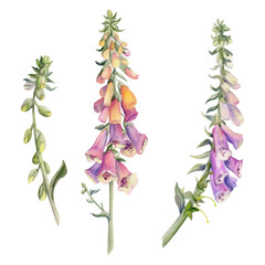 Hand drawn watercolor illustration botanical flower leaves. Foxglove snapdragon delphinium lupin beardtongue bell fritillaria penstemon. Single object isolated on white. Design wedding love cards shop © Elena
