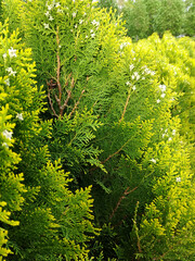  A dense, textured backdrop of thuja tree branches with their signature scale-like green foliage