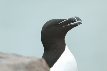 A head shot of a Razorbill, Alca torda, on the cliff face on an island in the sea at breeding...