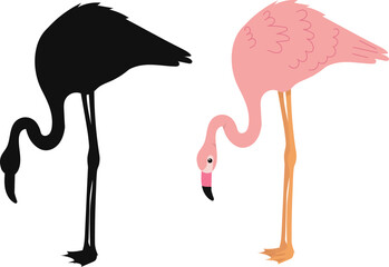 flamingo with silhouette on white background vector