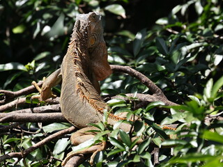exotic iguana in Costa Rica jungle