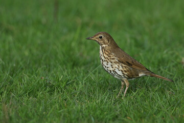 A Song Thrush, Turdus philomelos, standing in the grass hunting for food.