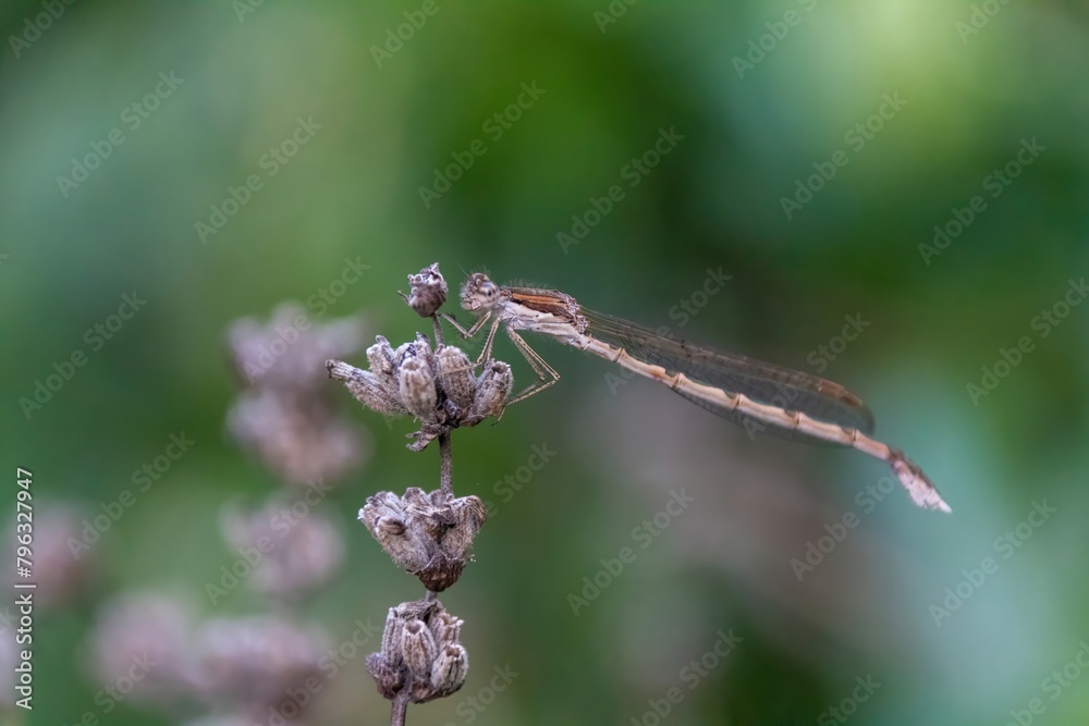 Wall mural dragonfly on a branch