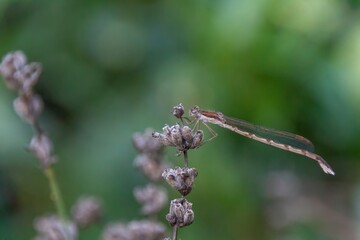 dragonfly on a branch