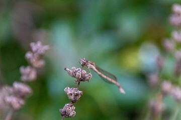 dragonfly on a branch