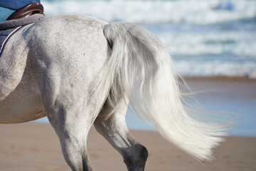 White horse shiny tail