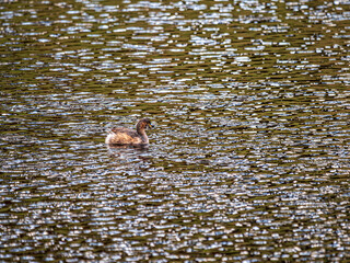 Junior Grebe Alone On The Water