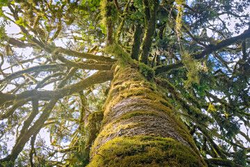 Fototapeta premium moss covered tree, trunk limbs branches, looking up perspective, shaggy draped mossy lichen forest organic nature environment