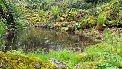 Kleiner Teich bei Regen - grüner Hintergrund mit Pflanzen im Gartenteich