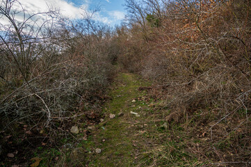 Narrow animal trail in thick bushes. Autumn.