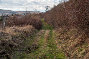 Grass path between thick bushes. Sunny weather.