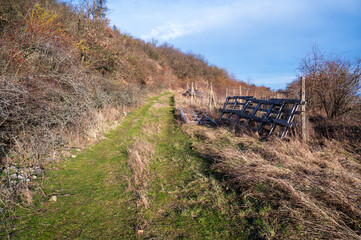 Grassy road leads through old vineyard and thick bushes. Autumn. Sunny weather.