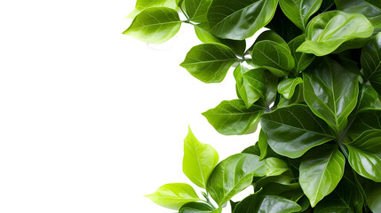 Green leaves framed and isolated on transparent background.