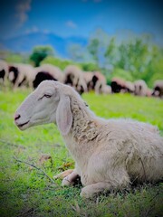 Obraz premium sheep and lamb