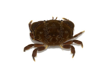 スベスベマンジュウガニ　有毒種　白バック