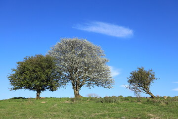 Two hawthorn trees and a whitebeam tree on hillside in field in rural Ireland against backdrop of blue sky interspersed with clouds in springtime