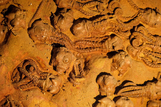 Crinoid fossil from the Permian age