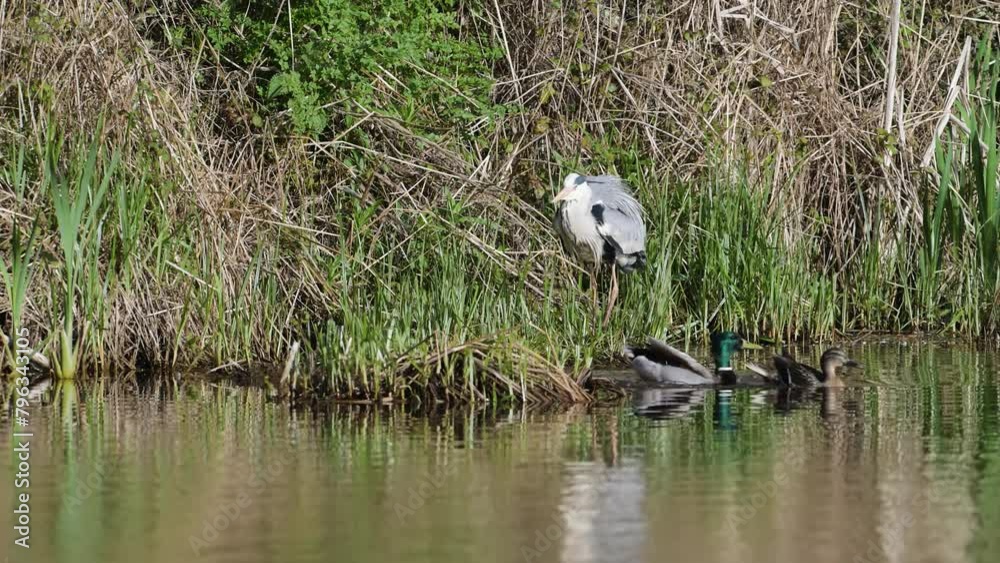 Poster Grey Heron, Ardea cinerea, bird on spring lake