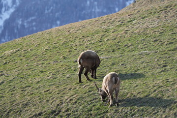Fototapeta premium herd of steinbock capricorns grazing in Pontresina, Graubuenden, during summer. Ibex herd.