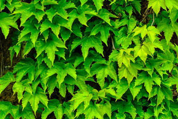 detail of green ivy leaves on a wall