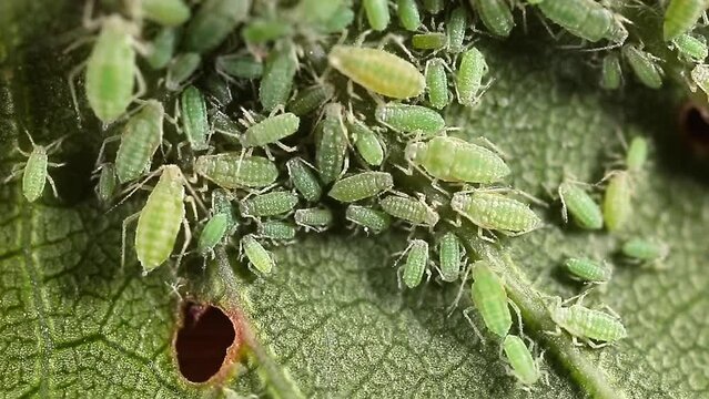 Aphid close-up on a green leaf. Insect-eating pests damage the leaves of the plant. Spoiled harvest, treatment with insecticides.