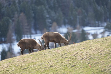 mountain goat on a meadow in summer ibex capricorn pontresina grissons switzerland graubuenden