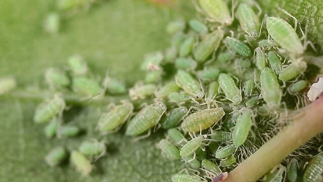 Aphid close-up on a green leaf. Insect-eating pests damage the leaves of the plant. Spoiled harvest, treatment with insecticides.