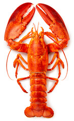 Red Lobster isolated on white, Steam Canadian lobster isolated on white background With clipping...
