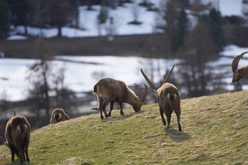 mountain goat on a meadow in summer ibex capricorn pontresina grissons switzerland graubuenden
