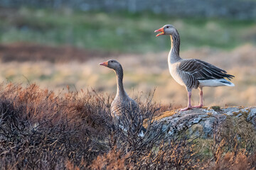 Greylag geese (Anser anser) on the moors at sunset, Perthshire, Scotland
