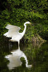 A great egret walks in the water with reflection and waves by its wings. A great egret in the river looks for fish on a sunny spring day.