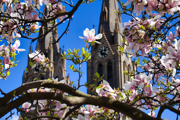 Blooming tree in detail view with Church of St. Ludmila in background. Czech Republic.