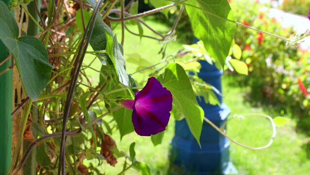 Bright purple Convolvulus Arvensis flower in the garden in summer