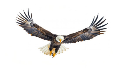 American Bald Eagle flies off with clipping path