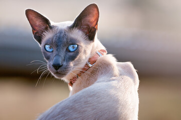 blue point Siamese cat, blue eyes, domestic short hair, purebred pedigree, family pet, portrait...