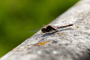 close up of a dragonfly