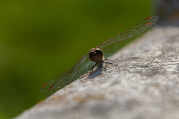 close up of a dragonfly