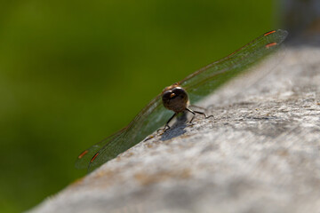 close up of a dragonfly